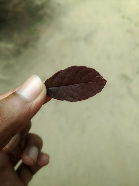 集装箱装卸作业